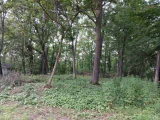 Beautiful .69 Acre Lot in Springfeild thumbnail 9